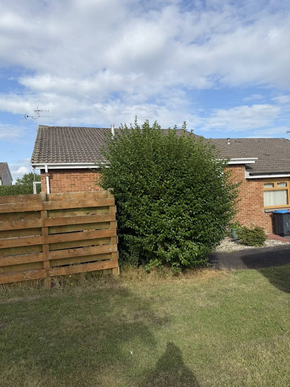 Overgrown garden hedge before cutting in Dumfries and Galloway