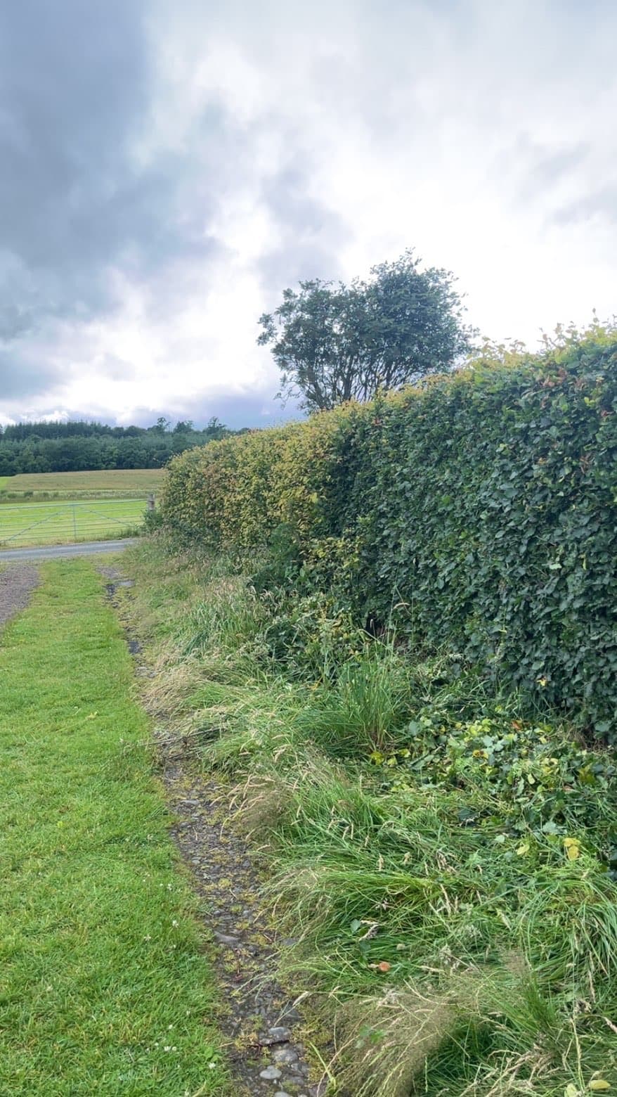 Professional hedge cutting completed by RML Ground Maintenance in Dumfries and Galloway