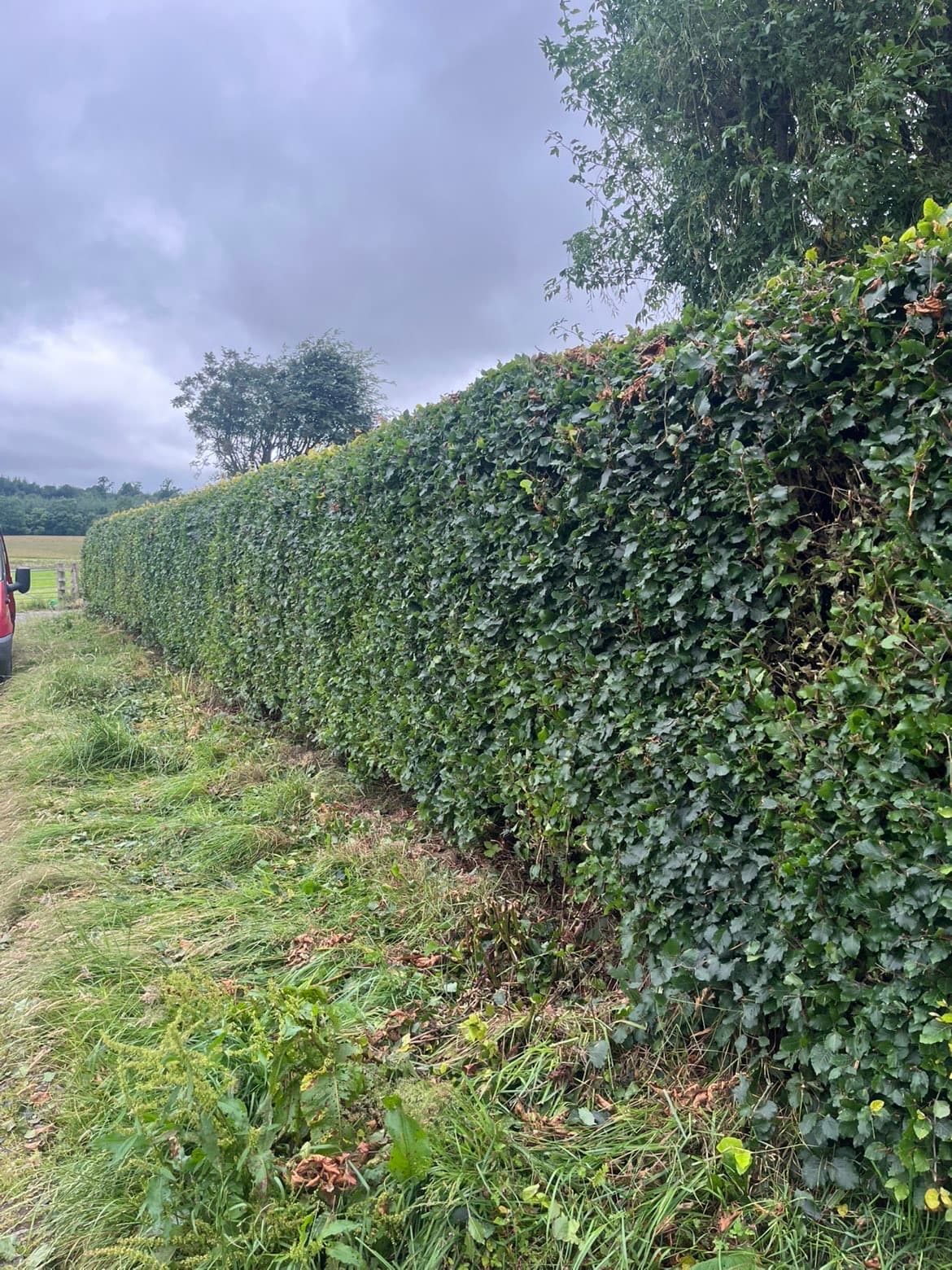 Neatly trimmed hedge completed by RML Ground Maintenance in Dumfries and Galloway