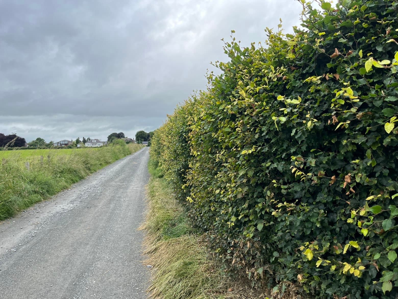 Boundary hedge cutting completed by RML Ground Maintenance in Dumfries and Galloway