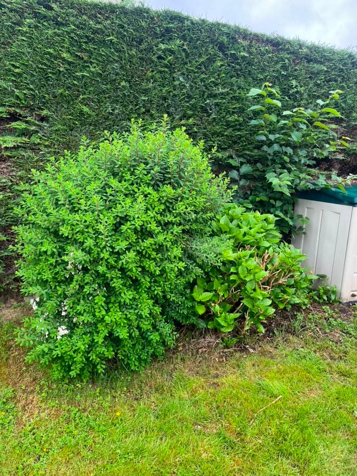 Overgrown garden border and climbers before clearance