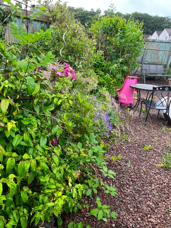 Overgrown garden border along fence before clearance