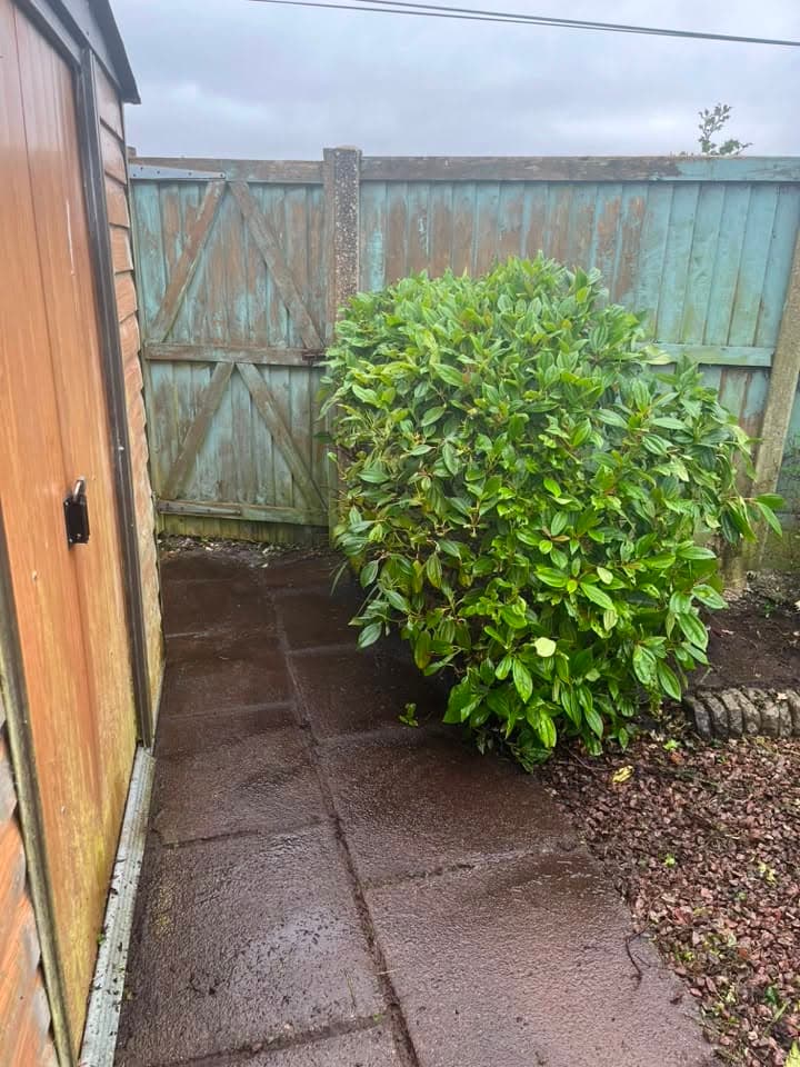 Overgrown shrub blocking garden shed before clearance