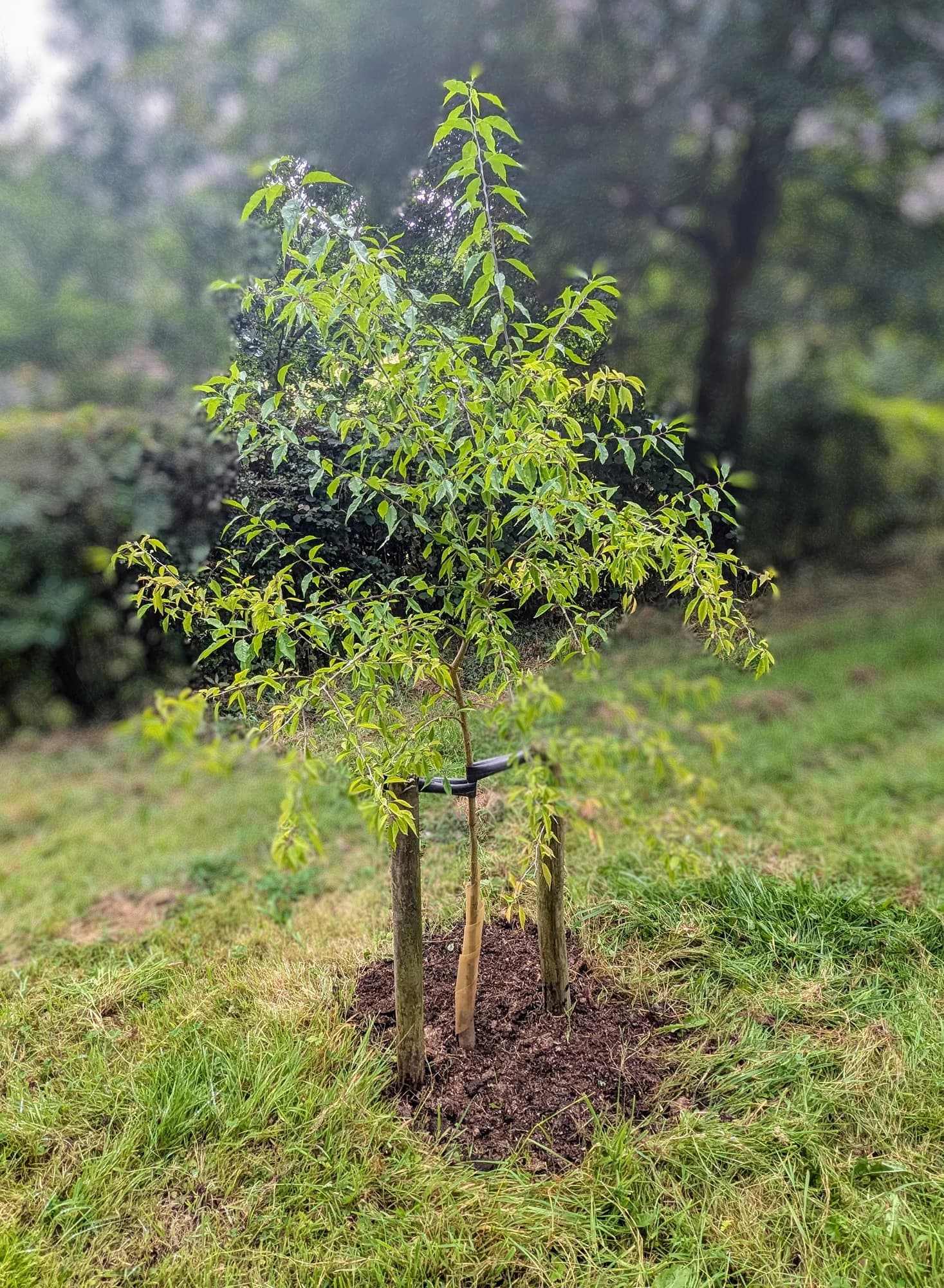 Tree care service completed by RML Ground Maintenance in Dumfries and Galloway