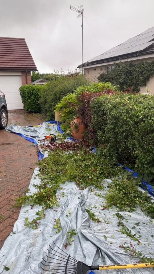 Overgrown boundary hedge before removal